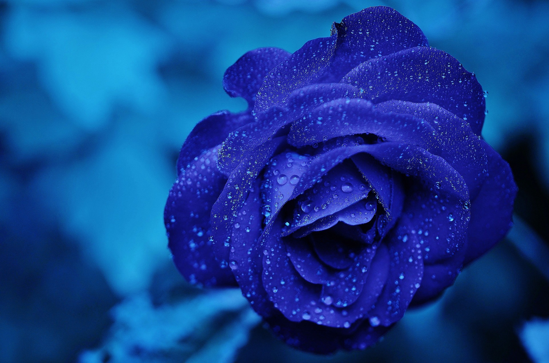 https://www.nexedu.nexgensoftit.com/storage/uploads/sliders/1783248368rose-165819_1920.jpg