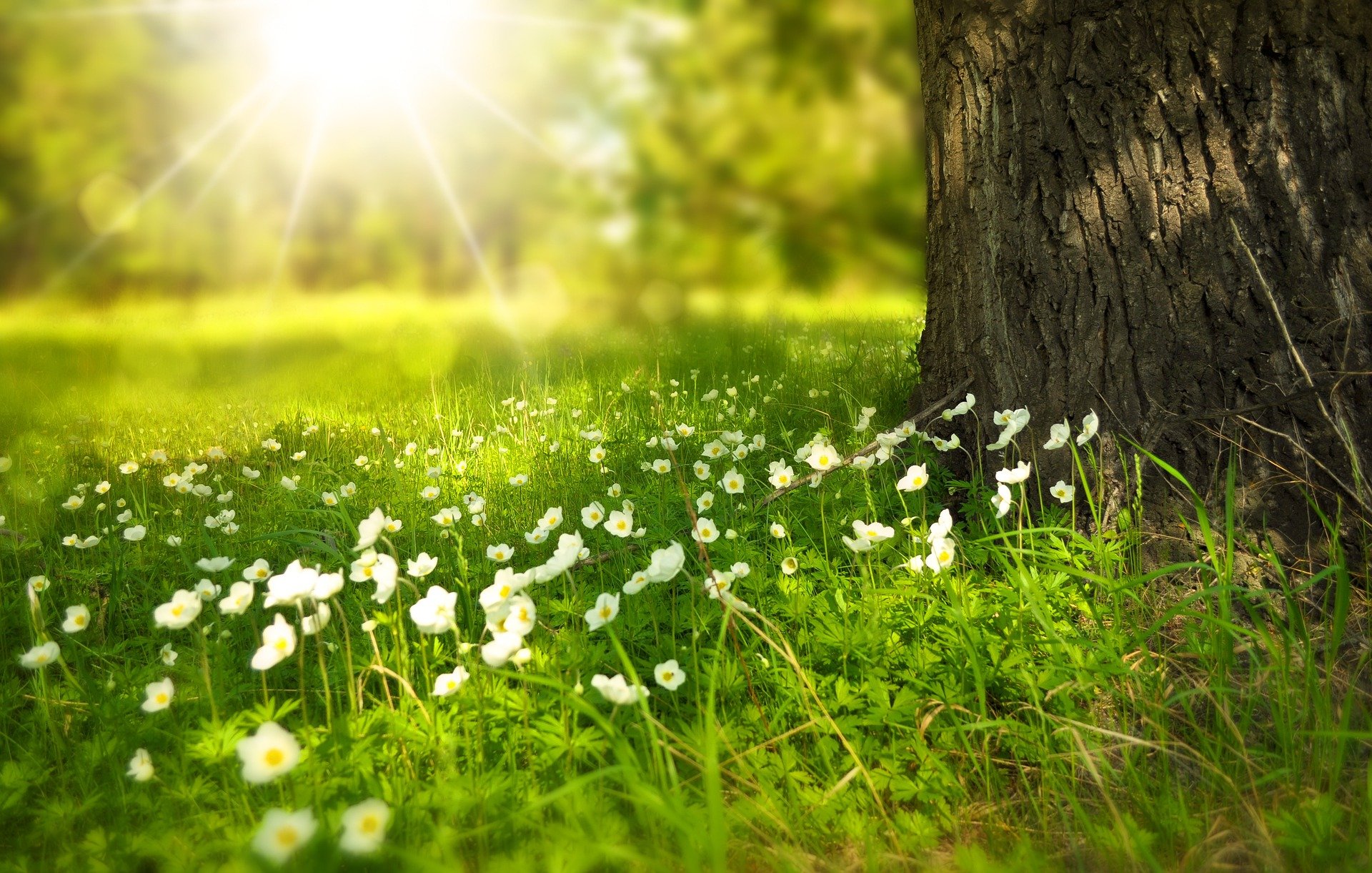 https://www.nexedu.nexgensoftit.com/storage/uploads/sliders/1783248379flowers-276014_1920.jpg